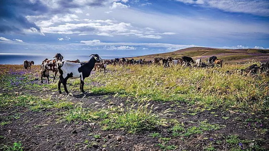 Lanzarote Ultima Los Detalles De La Iii Feria Ganadera Agr Cola Y