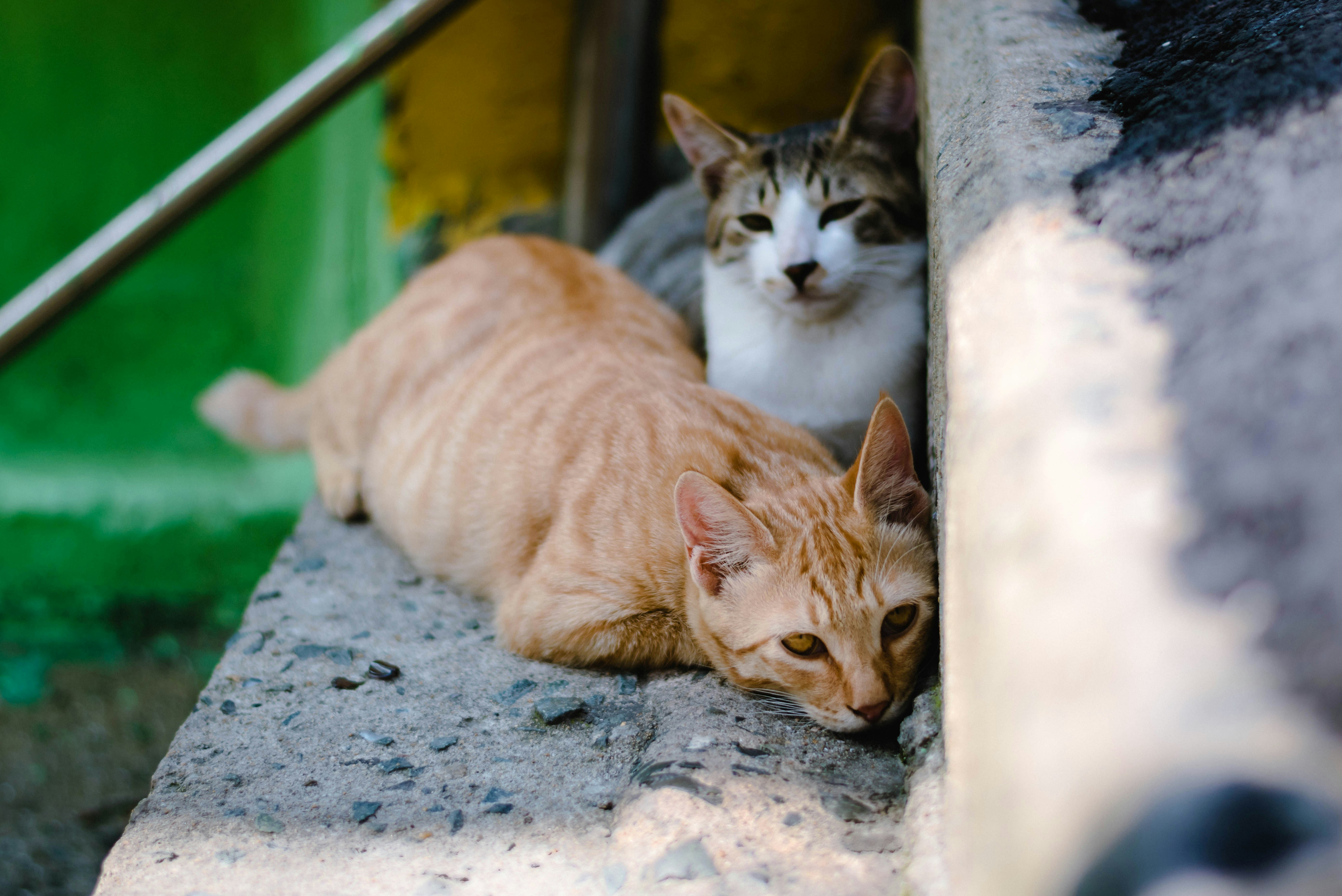 ¿Están los gatos 'por encima' de la biodiversidad de Canarias?