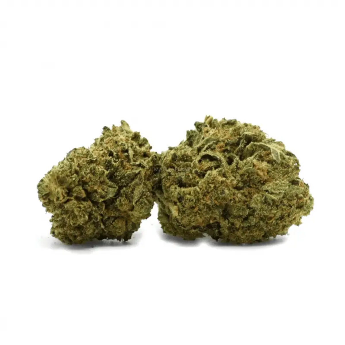 ¿Qué son las flores de CBD y por qué cada vez más personas las eligen? ¿Qué son las flores de CBD y por qué cada vez más personas las eligen?