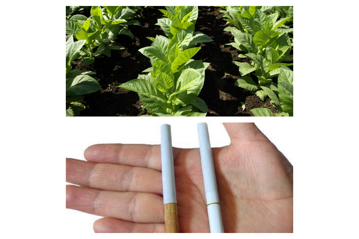 Industria del tabaco Industria del tabaco