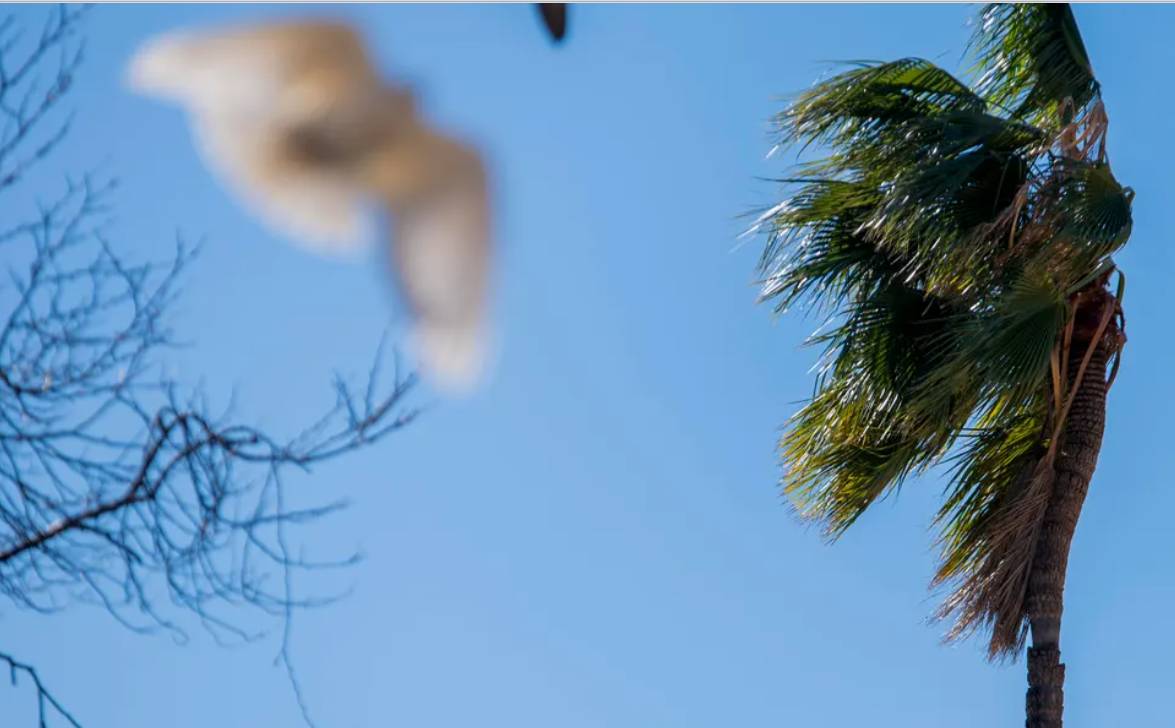 Rachas de hasta 70 km/h: ¡Habrá que agarrarse las pelucas! Rachas de hasta 70 km/h: ¡Habrá que agarrarse las pelucas!
