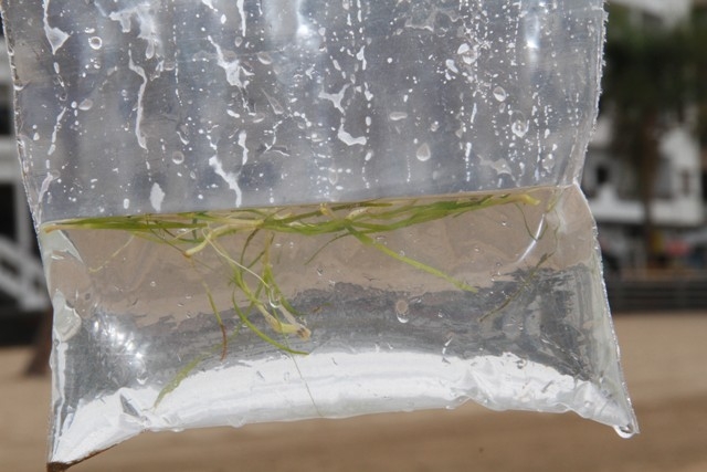 Una muestra de la ‘Zostera noltii’. Al pie, la investigadora Candelaria Gil, junto al concejal de Medio Ambiente.