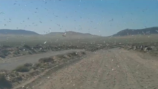 ¡Vea el vídeo de una nube de langostas en Famara! ¡Vea el vídeo de una nube de langostas en Famara!