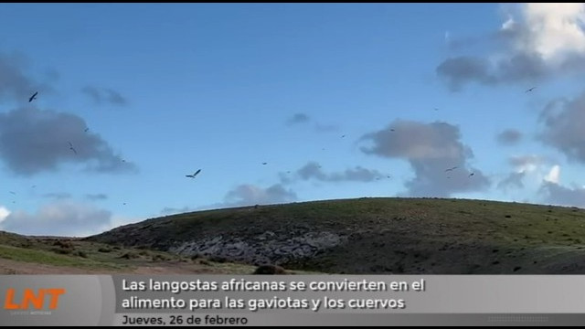 Las langostas africanas se convierten en el alimento para las gaviotas y los cuervos Las langostas africanas se convierten en el alimento para las gaviotas y los cuervos